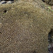 CoastCamp 134 : CoastCamp